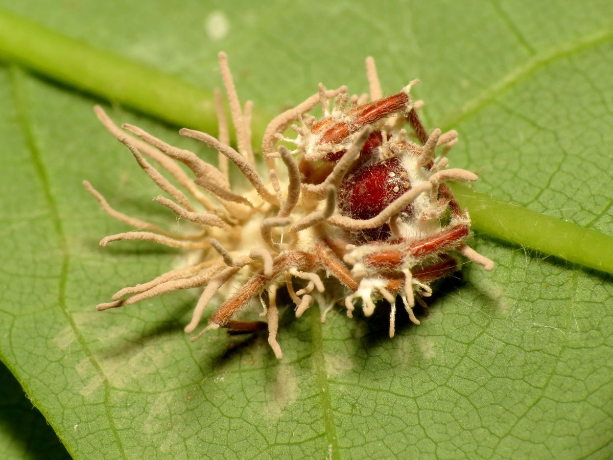 parasitic Gibellula genus poke out from the exoskeleton of a spider