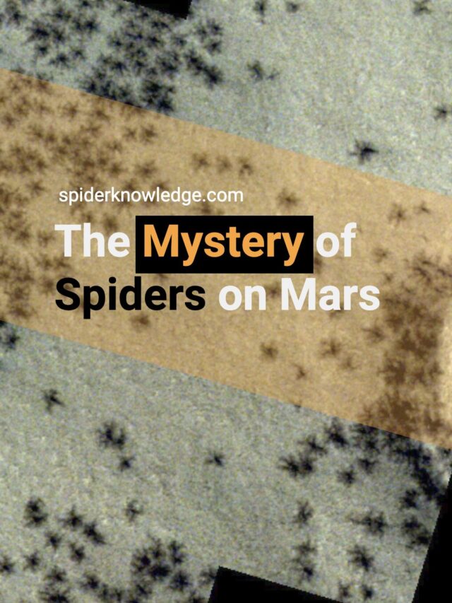 Unraveling the Mystery of Spiders on Mars