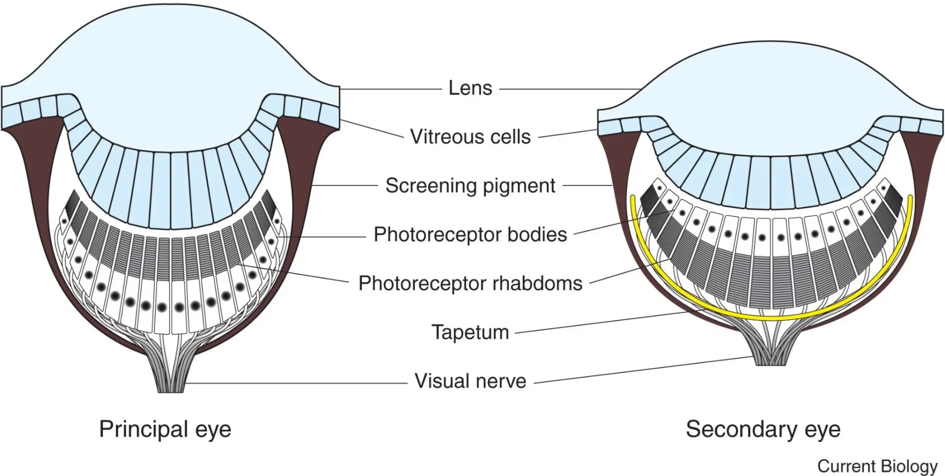 Anatomy of principal and secondary eyes in spiders