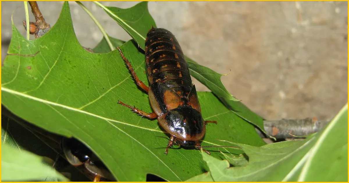 Blaptica dubia (dubia roach)