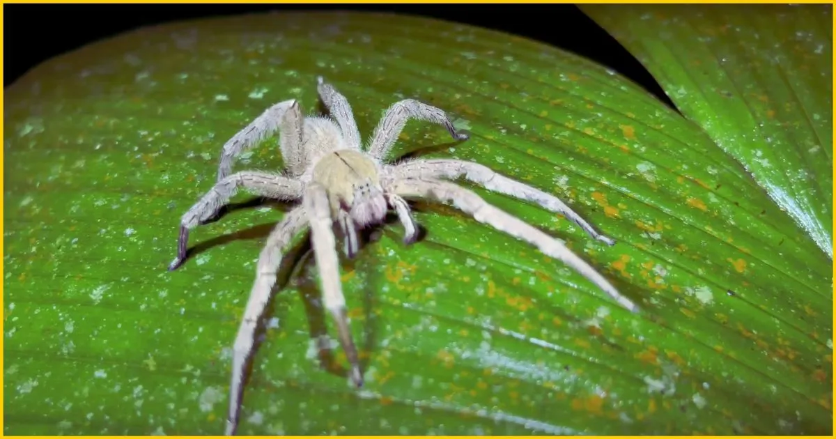 Can Brazilian Wandering Spider Venom Really Treat Erectile Dysfunction