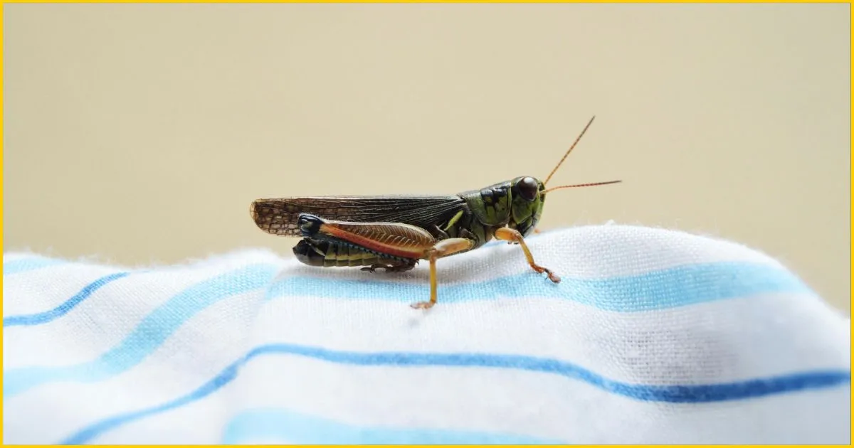 Cricket on Top of Fabric