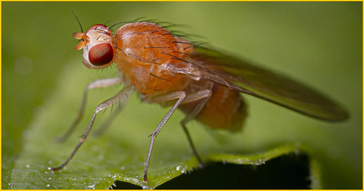 Macro shot of a fruit fly