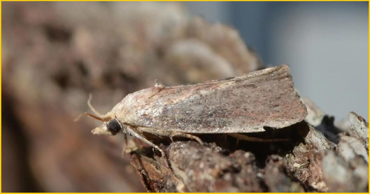 Macro Photography of Gleria mellonella-Greater wax moth