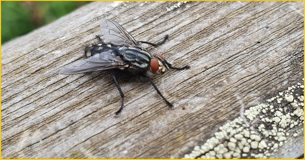 Housefly-Musca-domestica