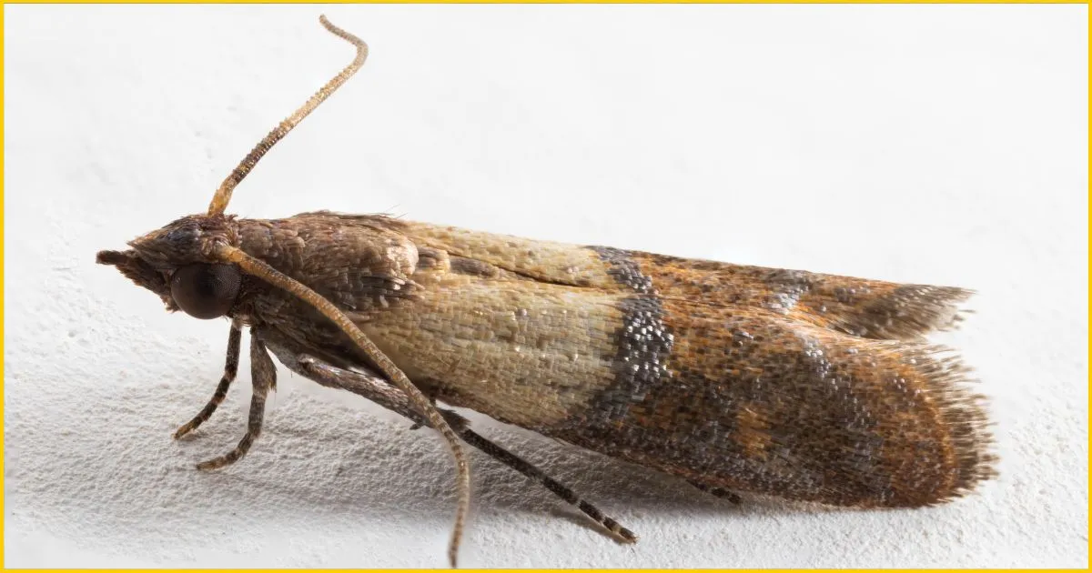 Indianmeal moth (Plodia interpunctella)