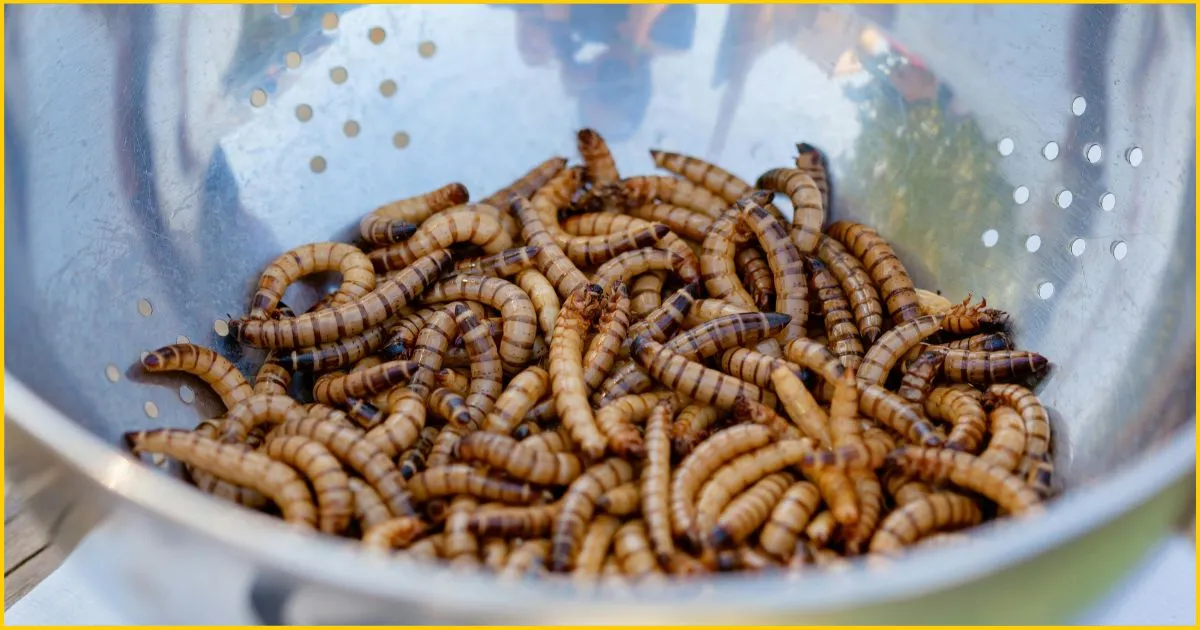 Mealworms on a Stainless Bowl