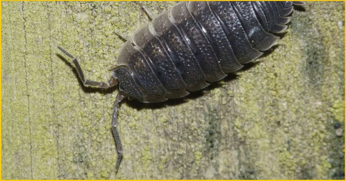 Porcellio scaber (common rough woodlouse)