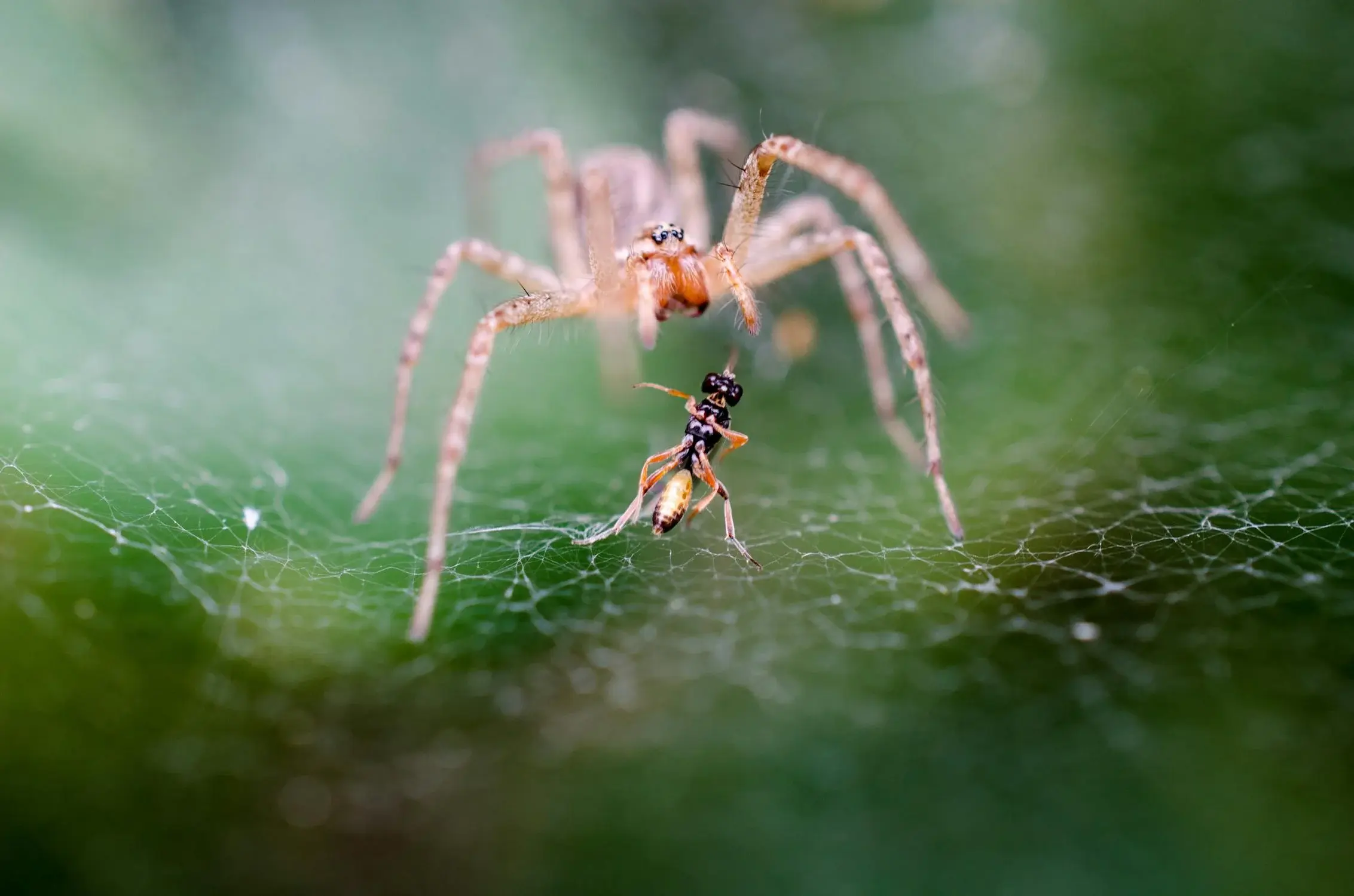 Do spiders have tongues