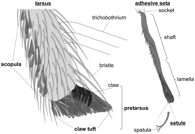 The adhesive setae are coloured in dark grey. In a living specimen they usually appear dark, with the lamellate part being translucent and with an iridescent lustre on the adhesive side.