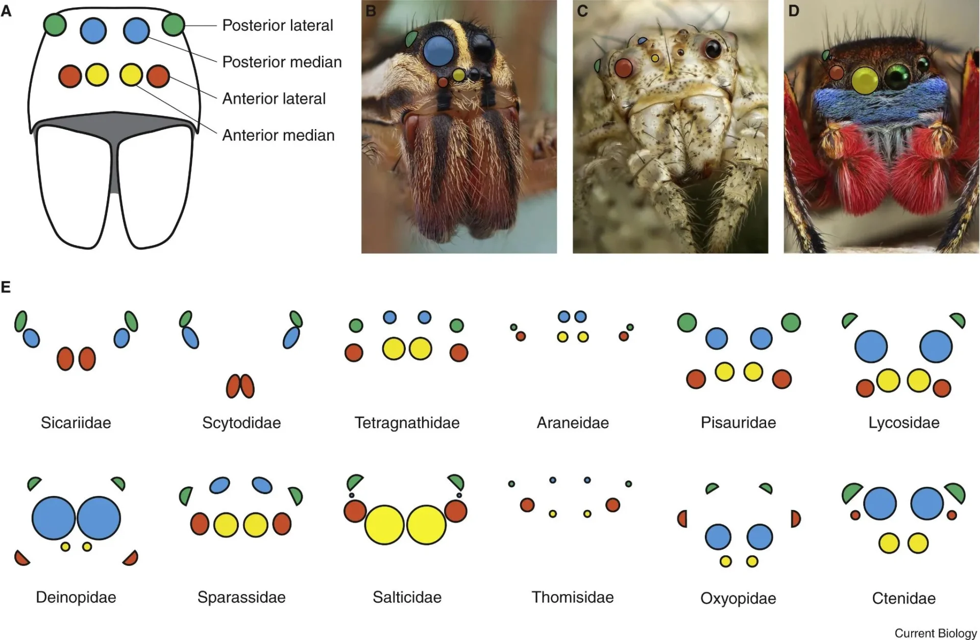 Typical arrangements of spider eyes and their modification across spider families