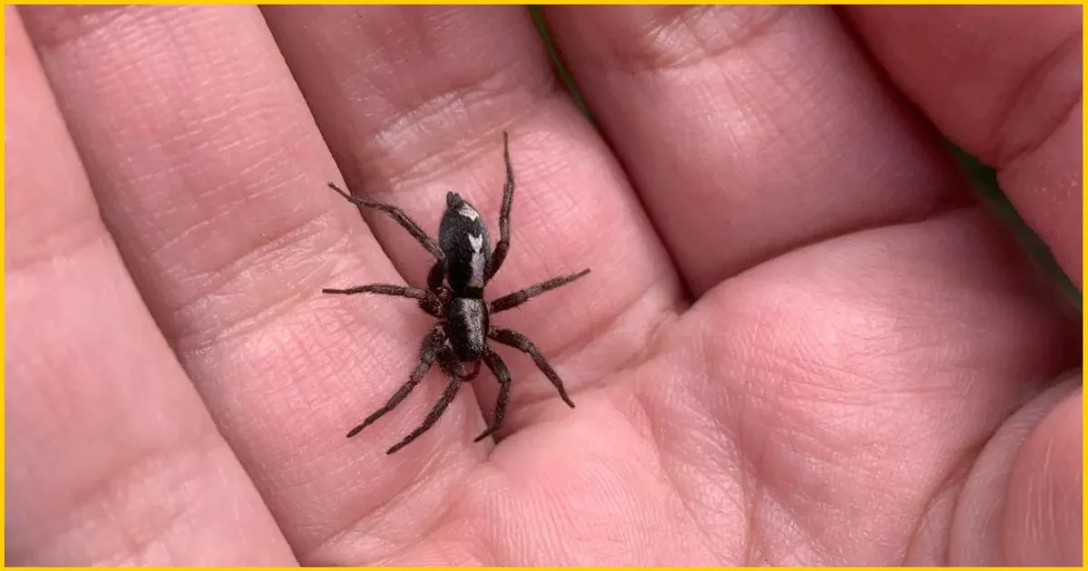 Parson spider in hand