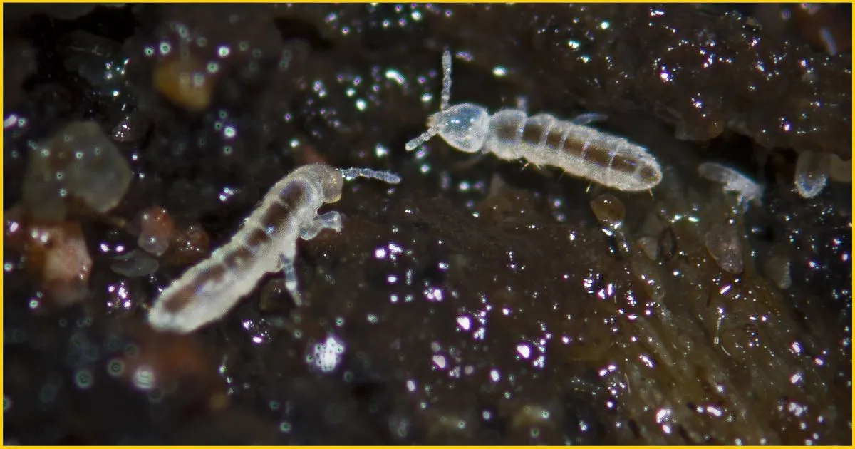 White Springtail (Folsomia candida