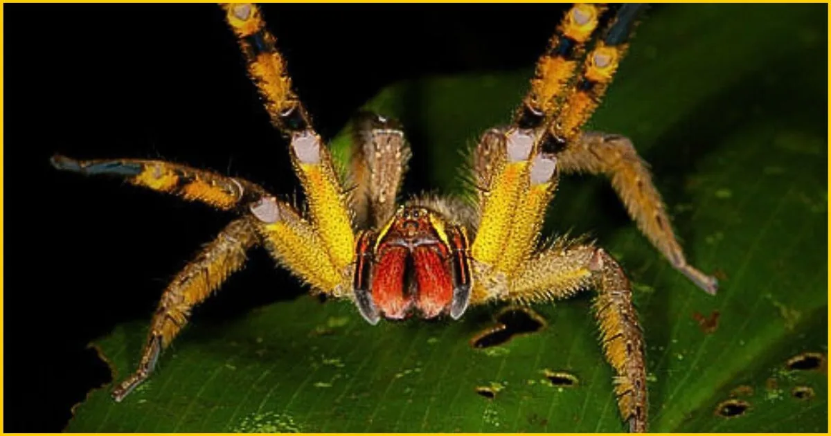 brazilian wandering spider or banana spider close up