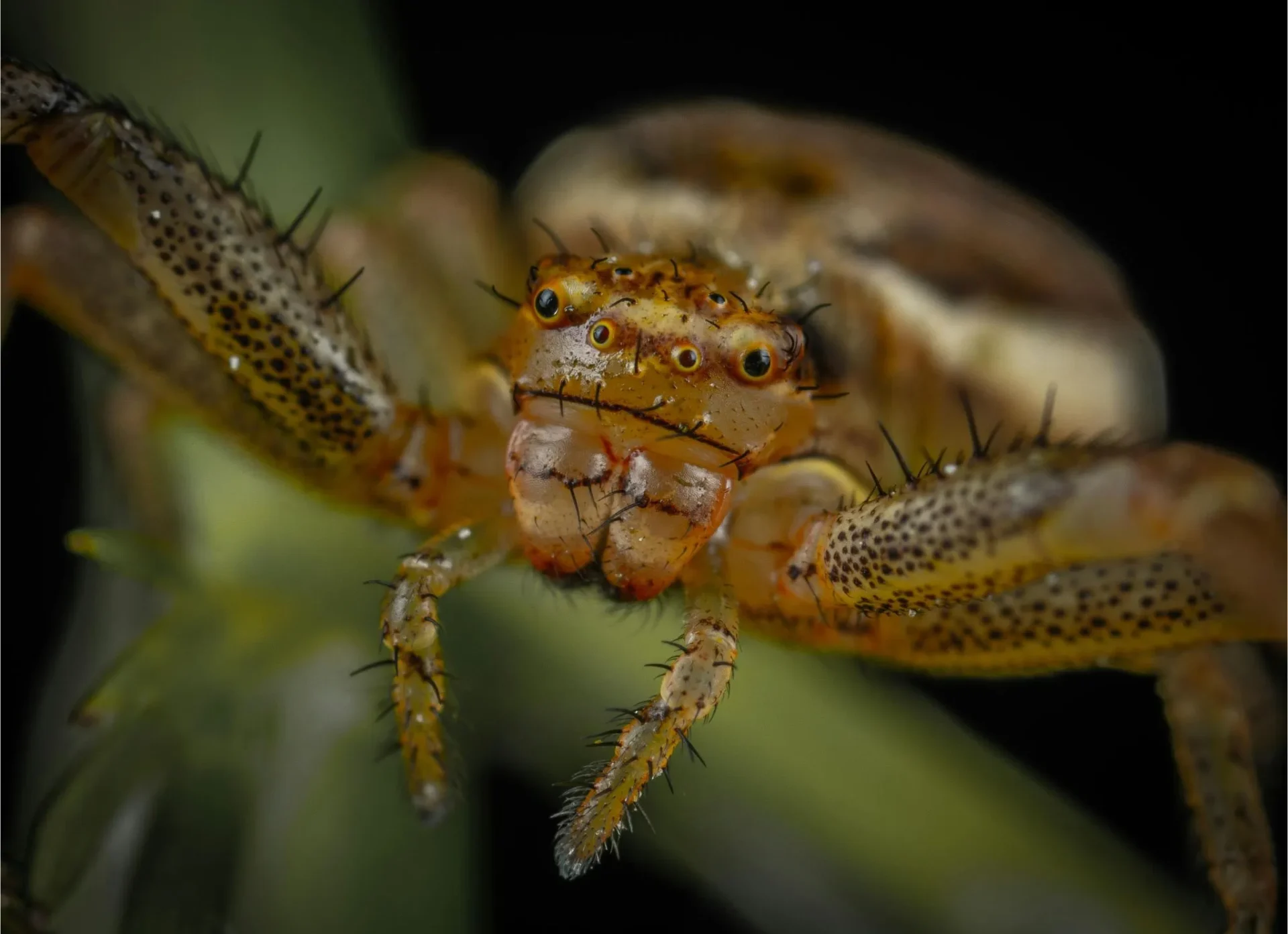 brown spider close up photo