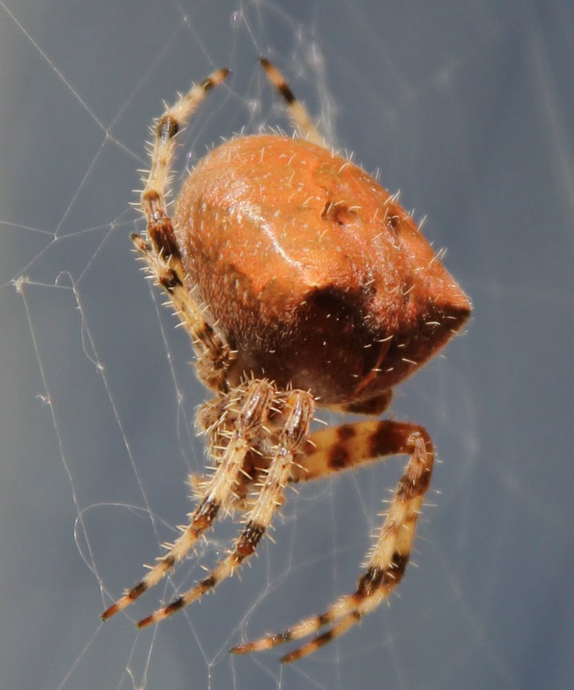 macro shot of cat-faced spider