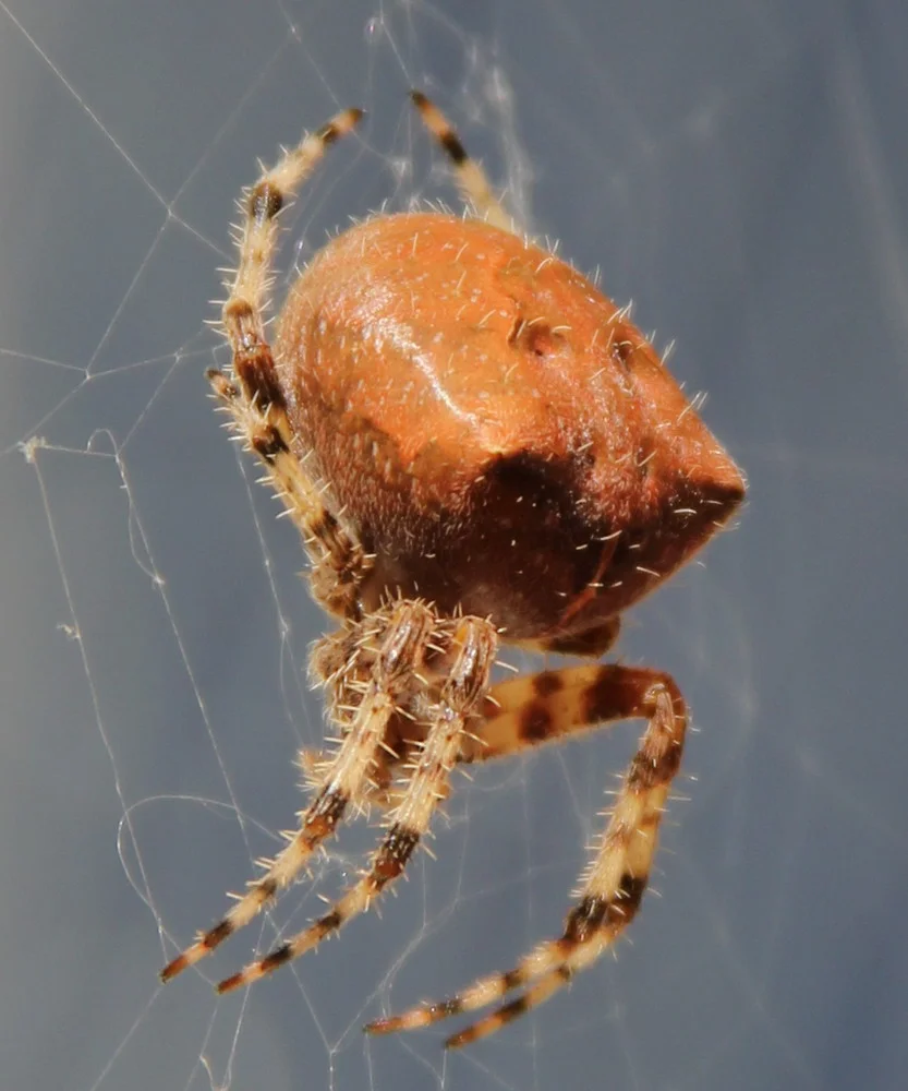 cat faced spider poisonous macro shot of cat-faced spider