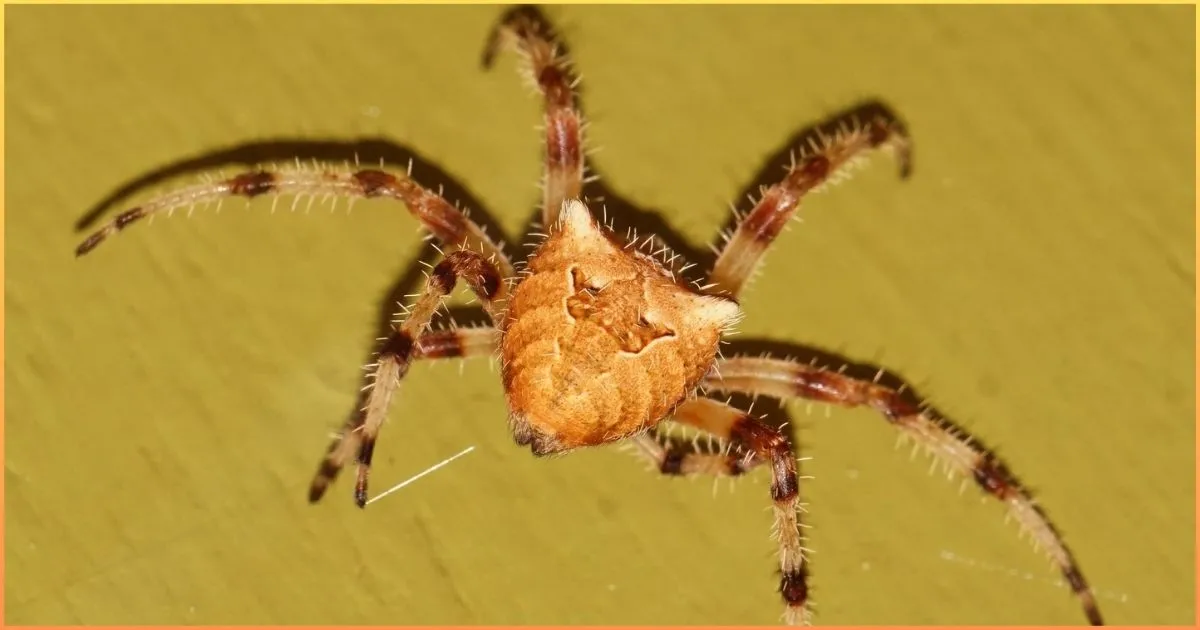 Cat-faced spider