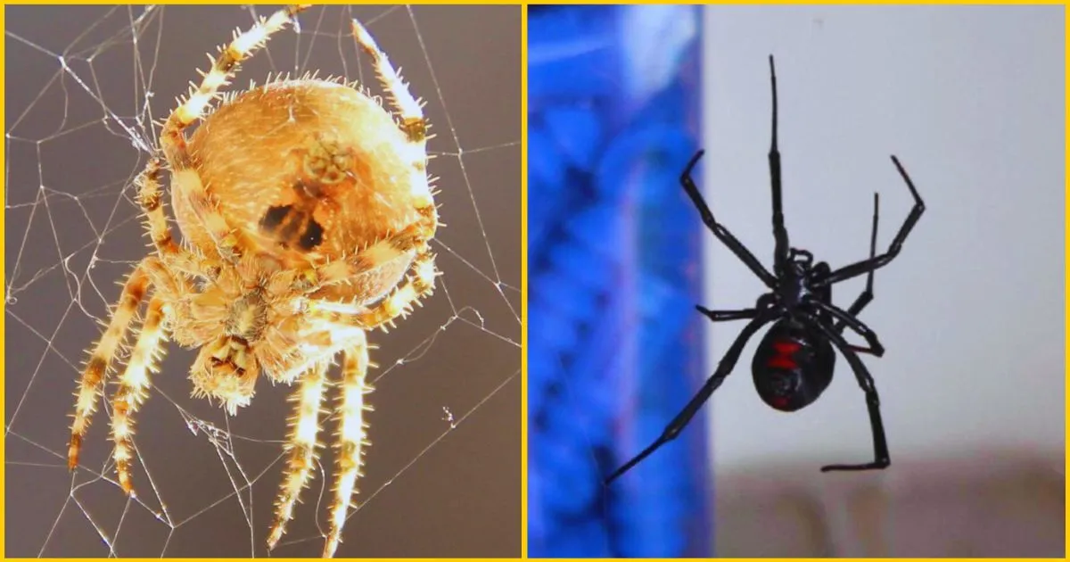 cat faced spider vs black widow spider