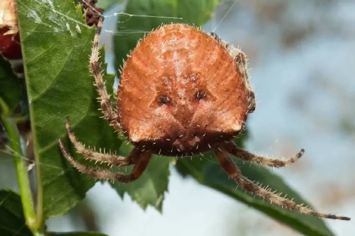 everything-about-the-cat-faced-spider