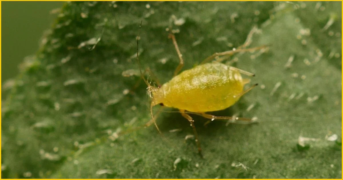 green peach aphid