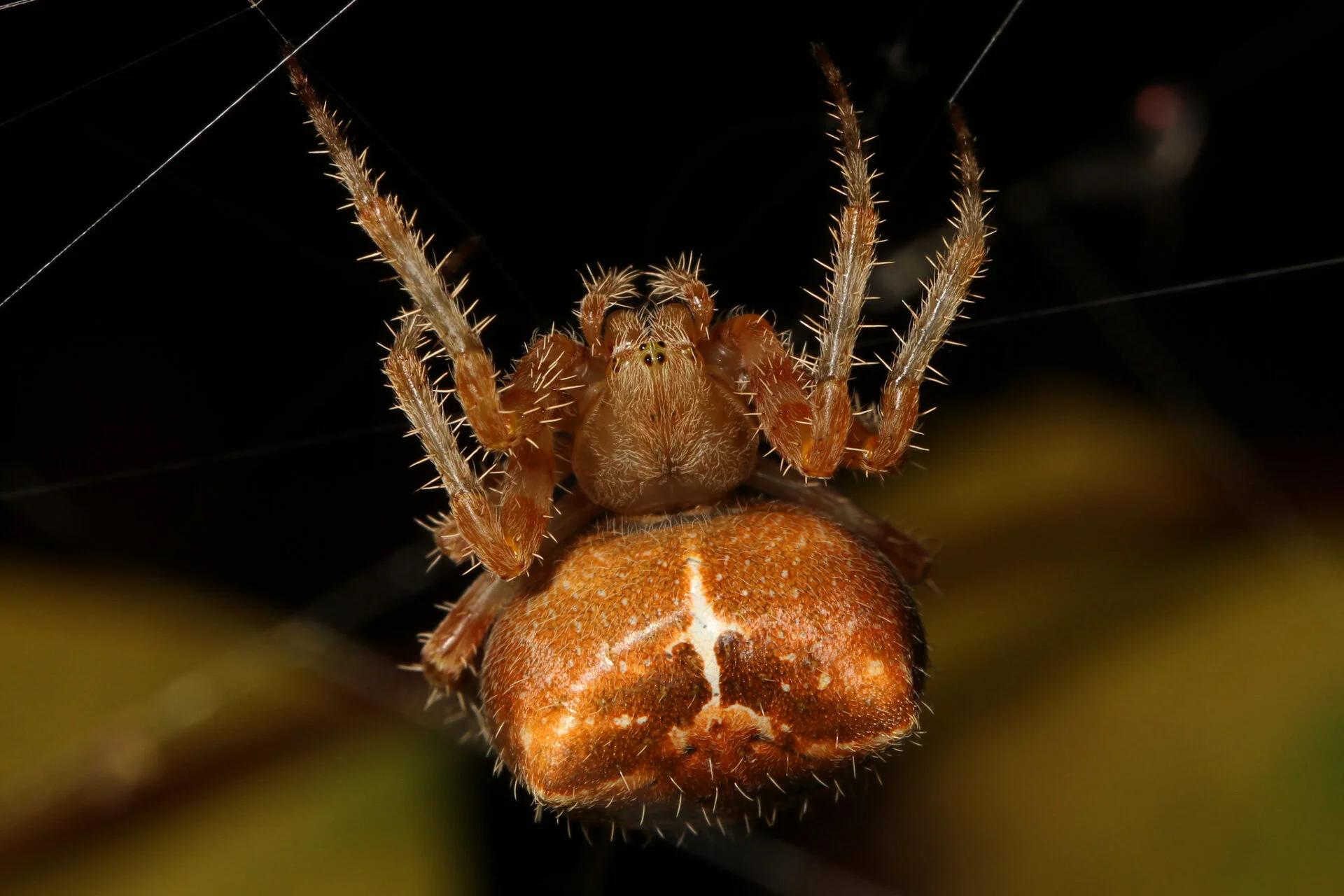 male vs female cat-faced spider cat faced spider macro photo upside down