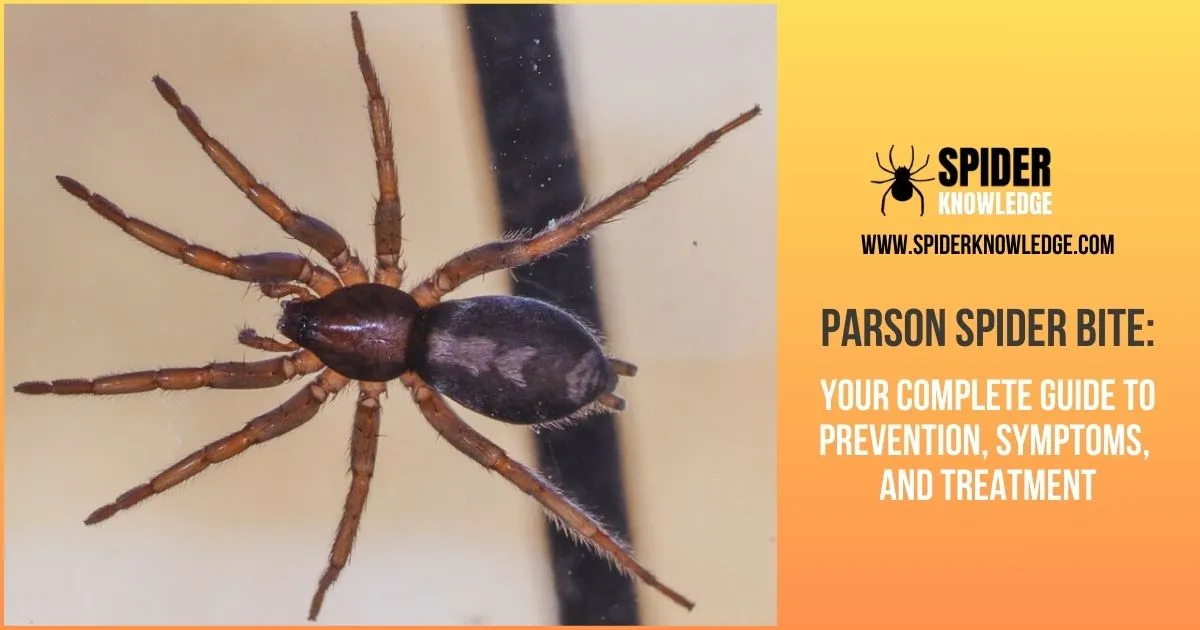 parson spider bite