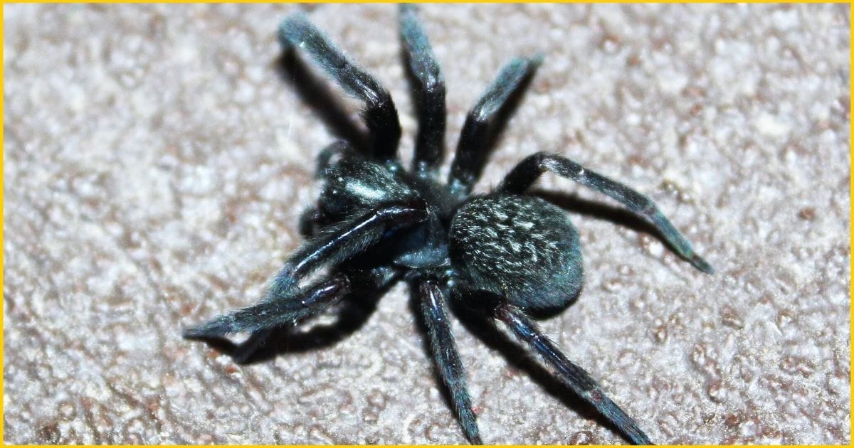 Black House Spider-One of the deadliest spider in the USA