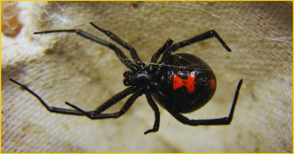 Black widow spider. One of the deadliest spiders in the USA.