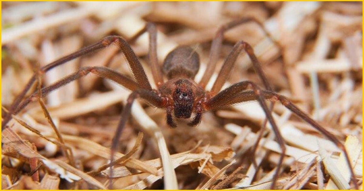 Brown recluse spider-One of the deadliest spider in the USA