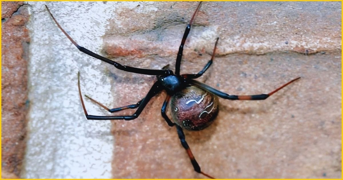 Brown Widow Spider-One of the deadliest spider in the USA