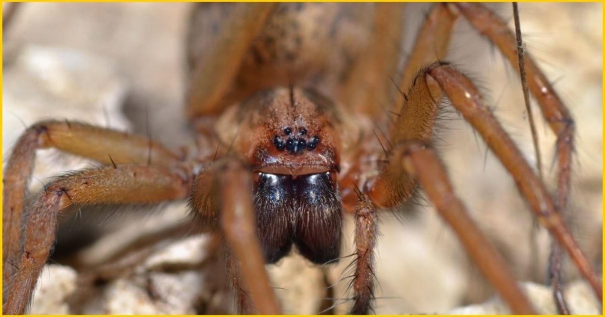 Hobo Spider-One of the deadliest spider in the USA.