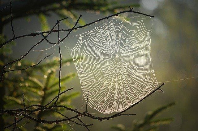 How Spiders Build Webs Attached to Distant Structures Spider web structure in a jungle and webs attached to distant structures
