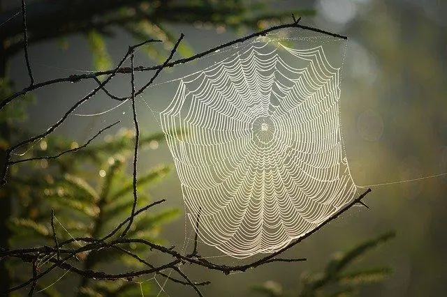 Spider web structure in a jungle and webs attached to distant structures