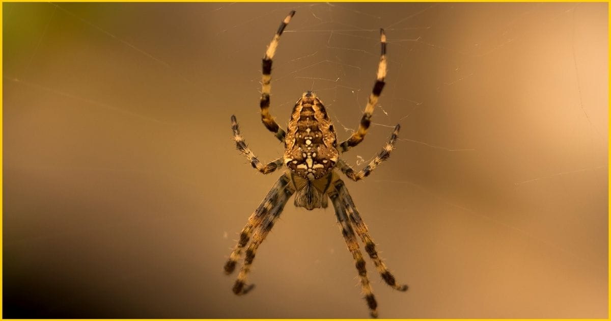 Orb Weaver Spider-One of the deadliest spider in the USA