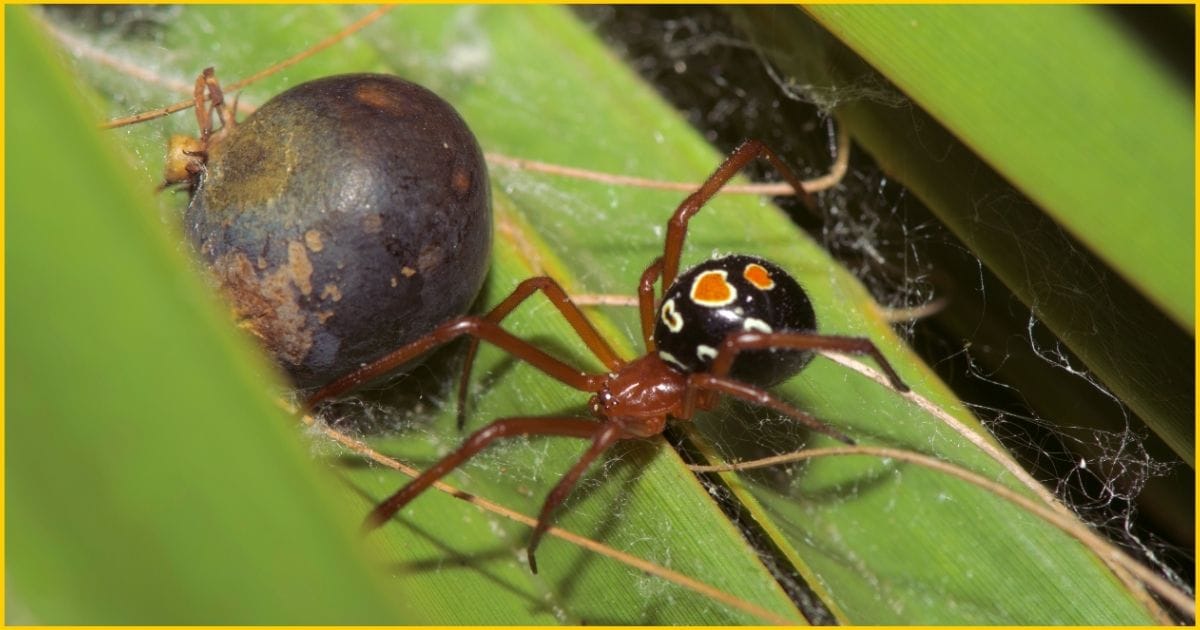 Red Widow Spider-One of the deadliest spider in the USA