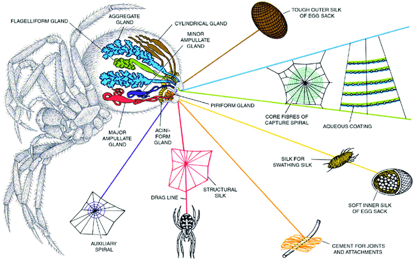 The seven types of native silk glands and threads from spider of Araneus diadematus