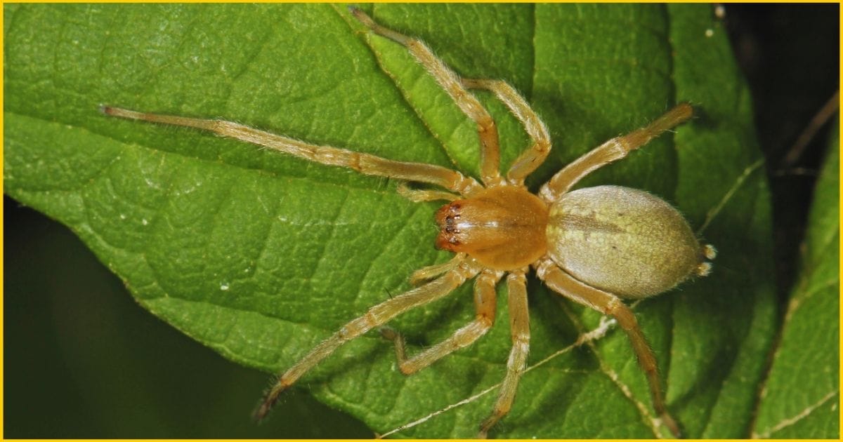 Yellow Sac Spider-One of the deadliest spider in the USA