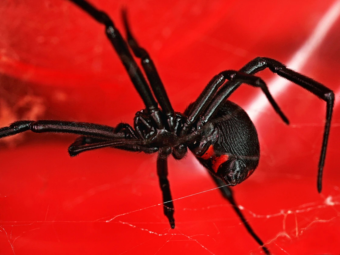 A black widow spider