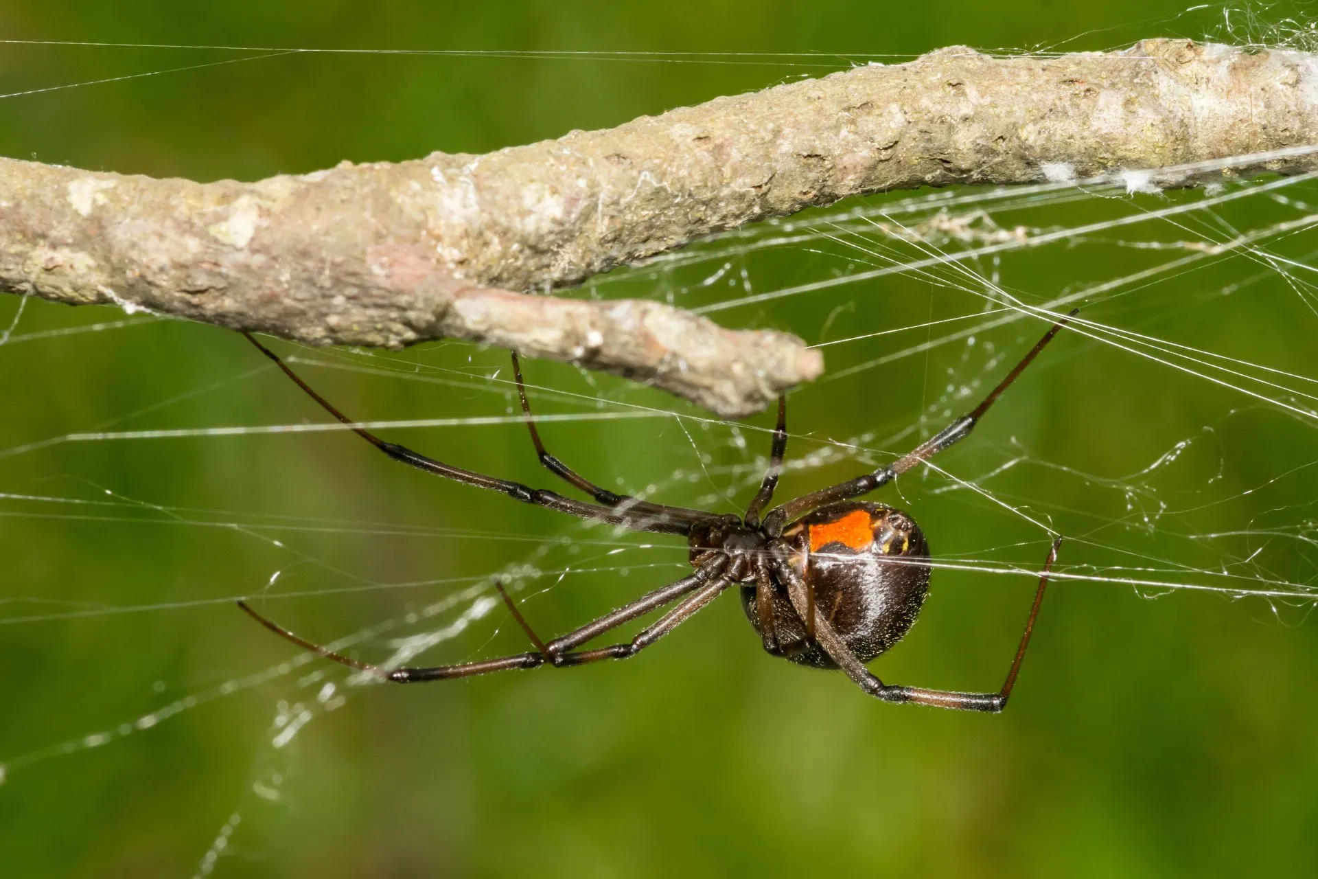 black widow spider web structure