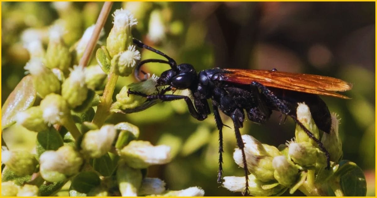 Adult tarantula hawks (Pepsis species)