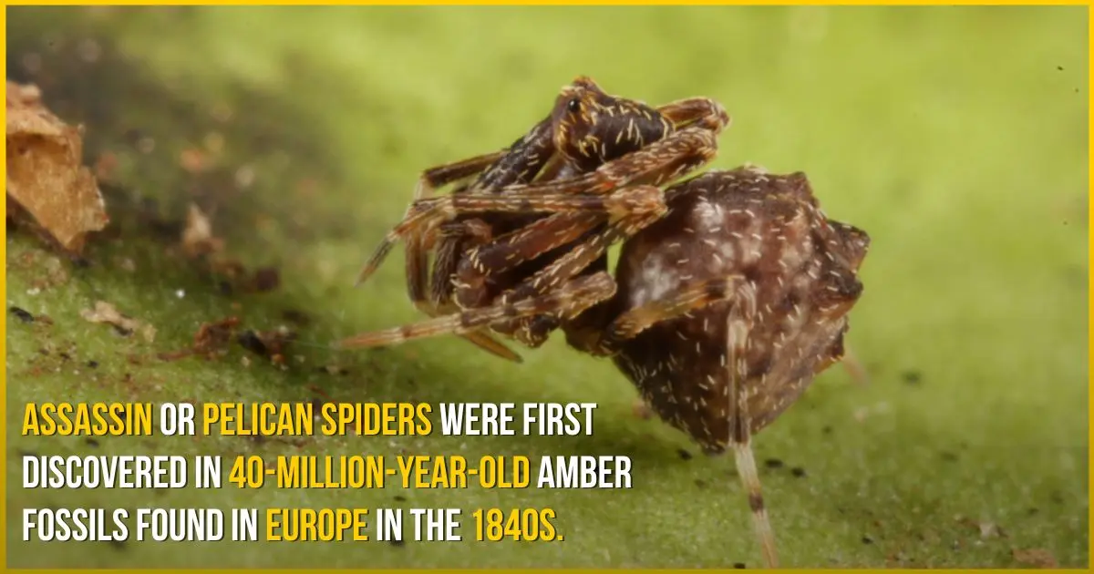 Assassin or Pelican spiders were first discovered in 40-million-year-old amber fossils found in Europe in the 1840s. Assassin or Pelican spiders were first discovered in 40-million-year-old amber fossils found in Europe in the 1840s