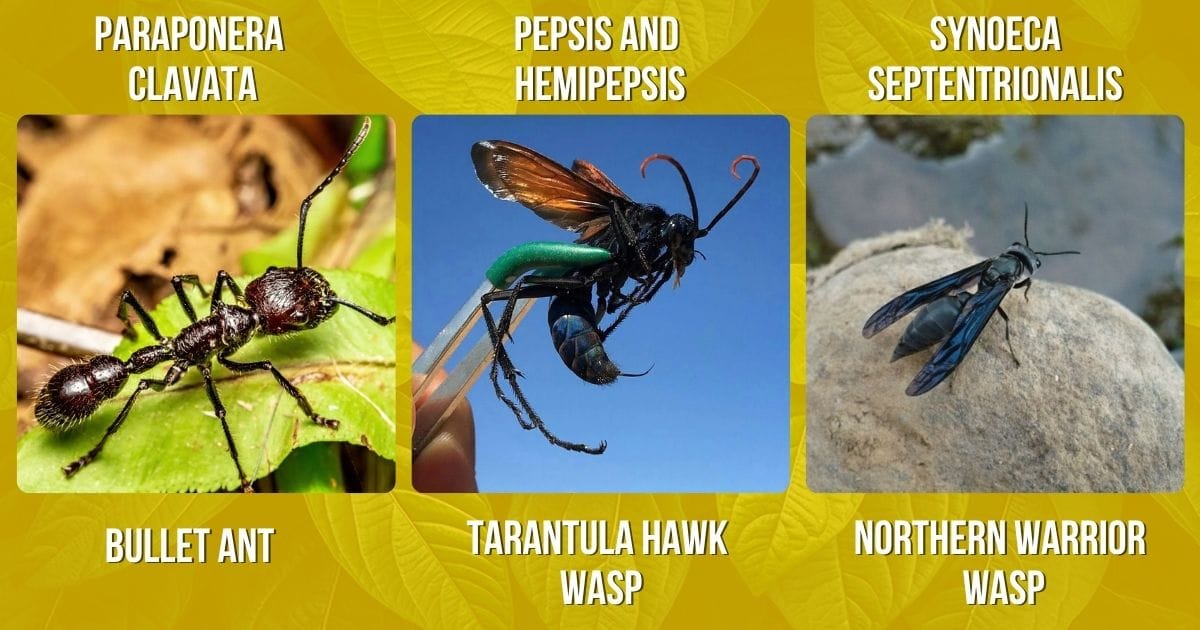 Bullet Ant-Tarantula Hawk Wasp-Northern Warrior Wasp