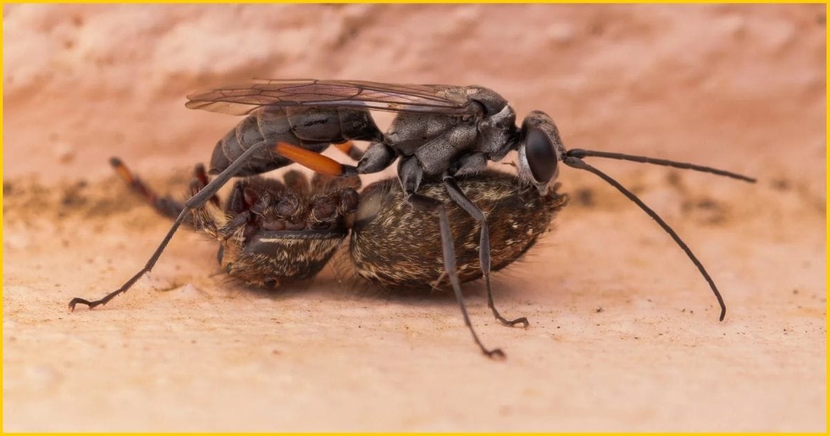 Spider wasp-Auplopus sp- with its prey-a jumping spider that is paralysed with limbs amputated-Spider Knowledge