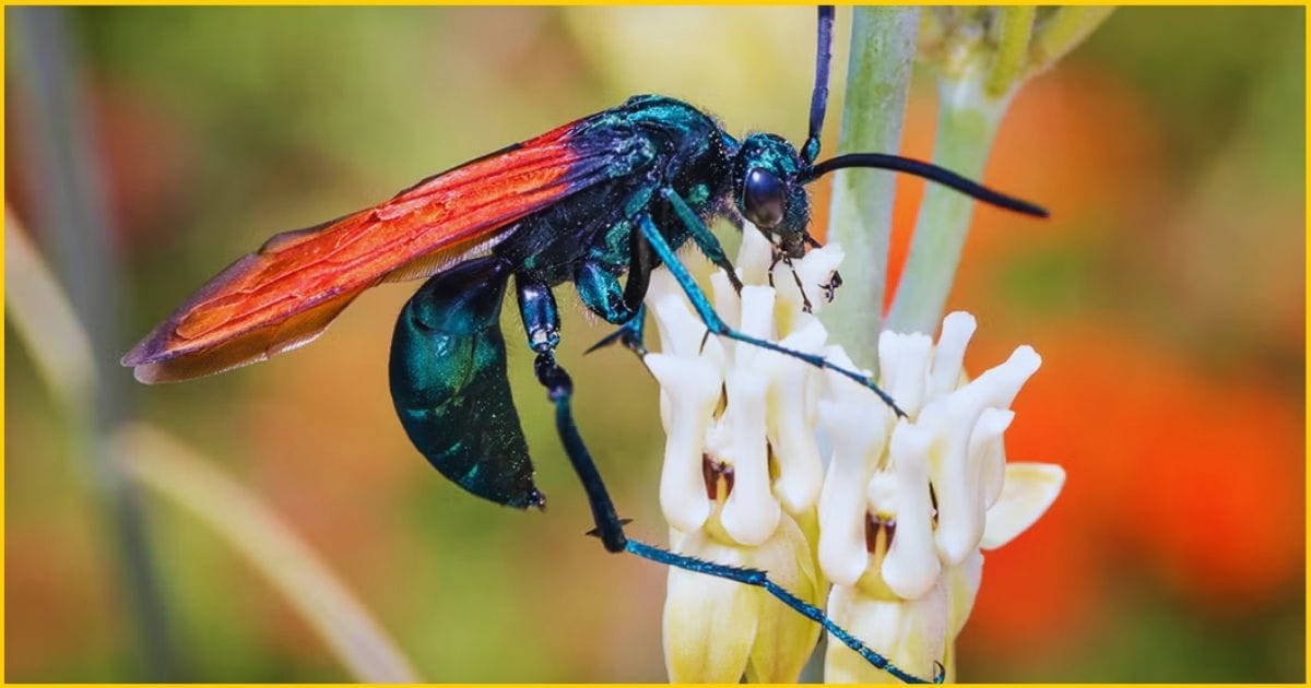 Tarantula Hawk Spider WaspSpider Knowledge