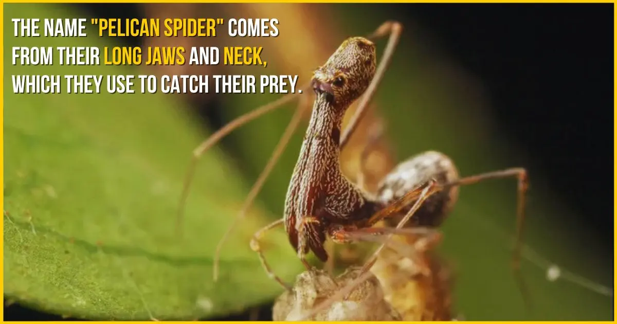 The Unique Anatomy of the Pelican Spider or Assassin spider The Unique Anatomy of the Pelican Spider or Assassin Spider
