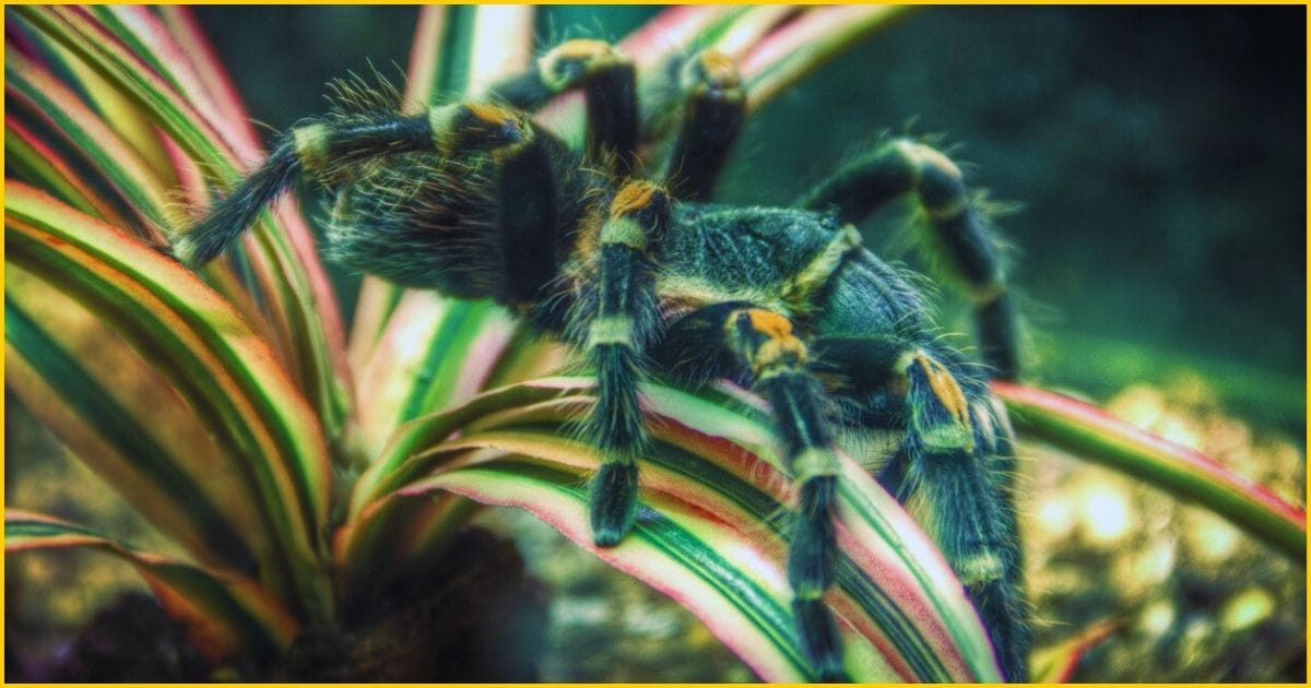 spiders learn your daily routine Tarantula in his enclosure. Do spiders learn your daily routine.
