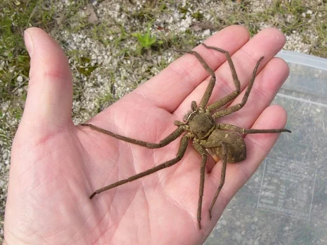 A cute pet Huntsman spider on my hand