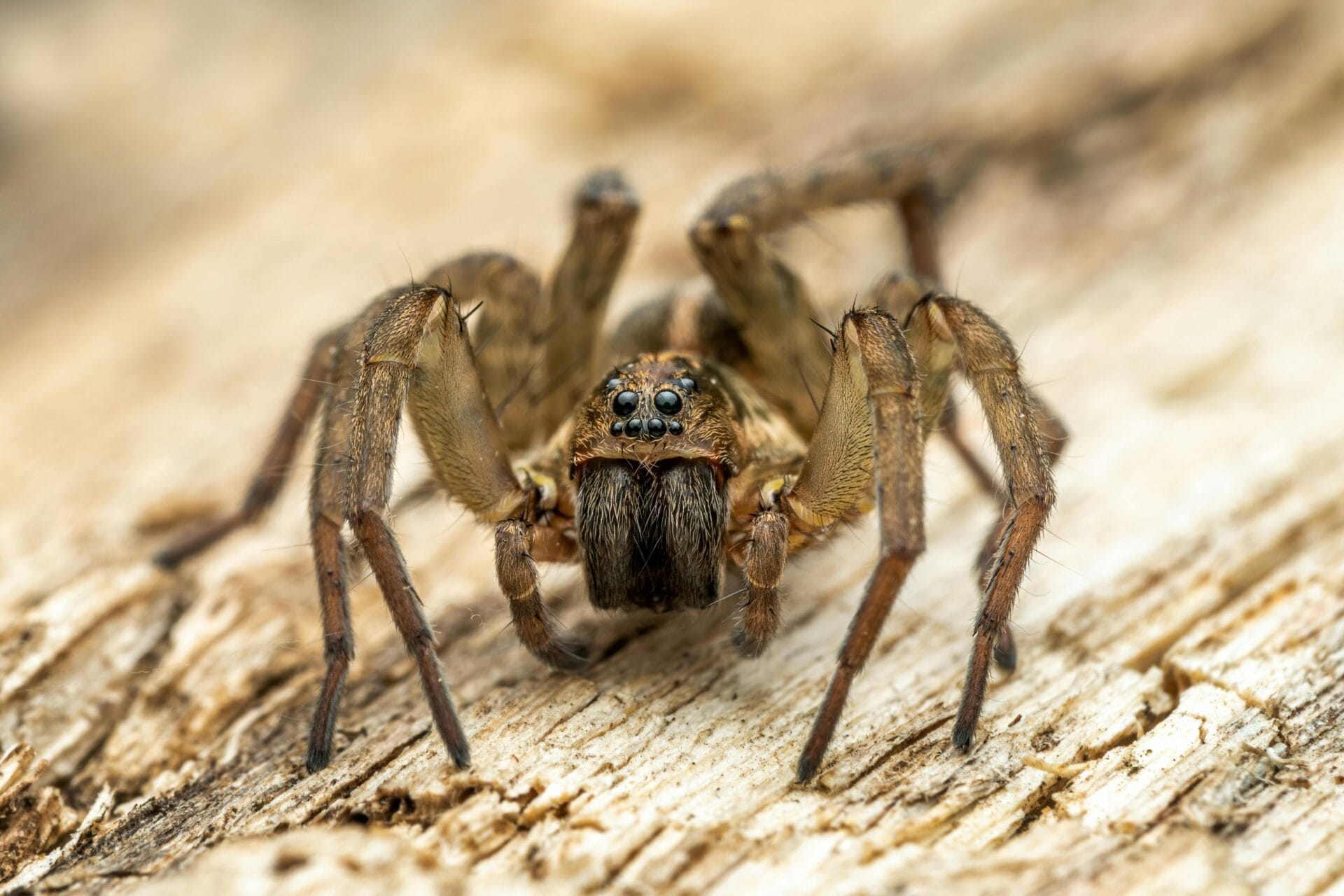 Spider on Wooden Surface Spider on Wooden Surface