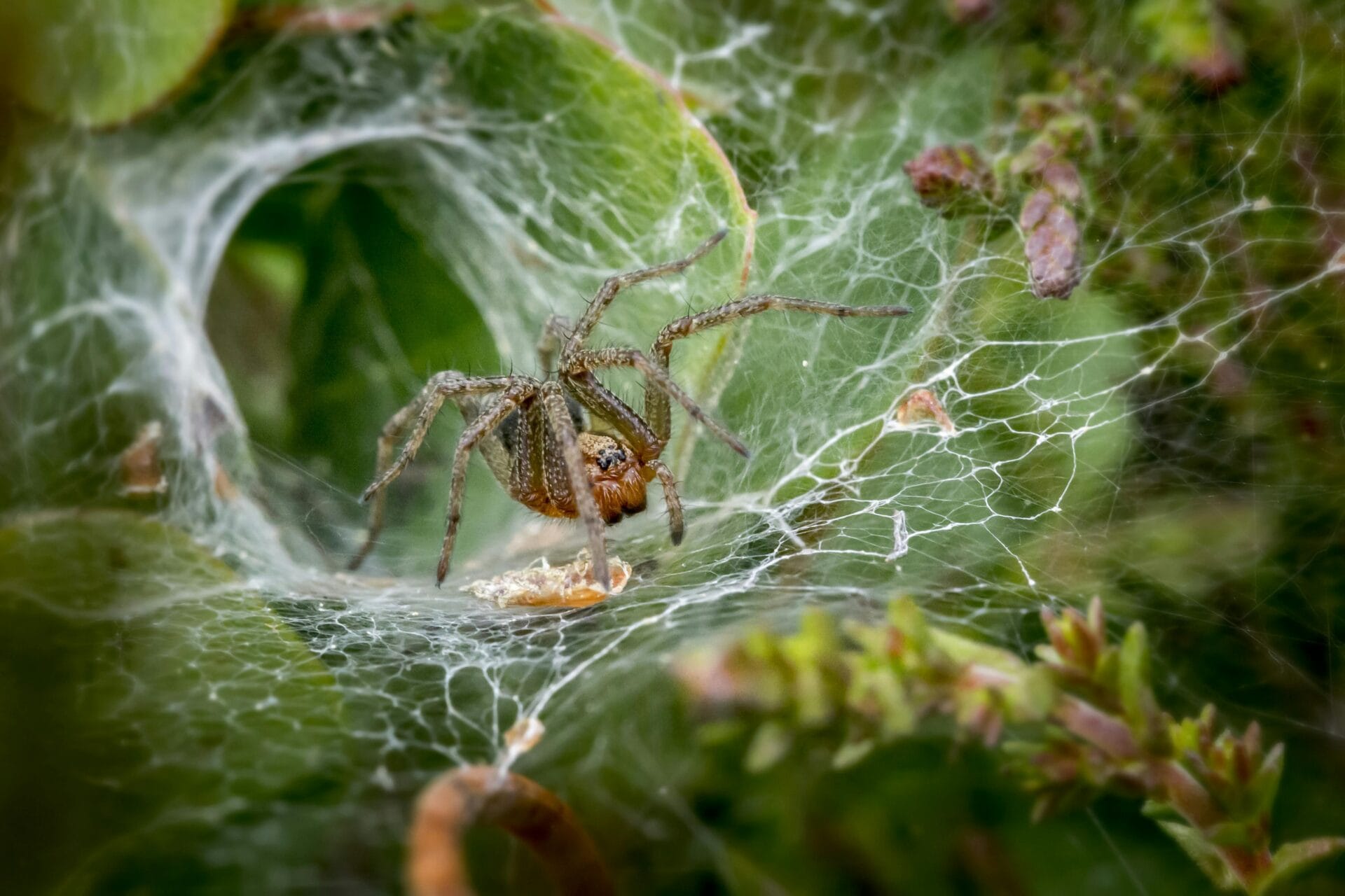 Spider on spider web Spider on spider web